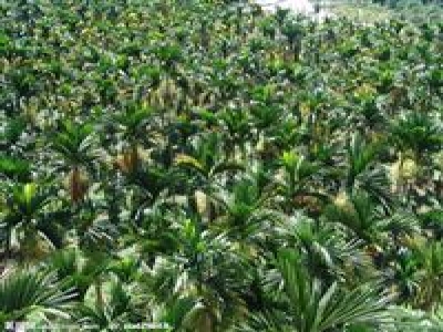 基因重组将提高棕榈油产量 国内植物油企业或受冲击